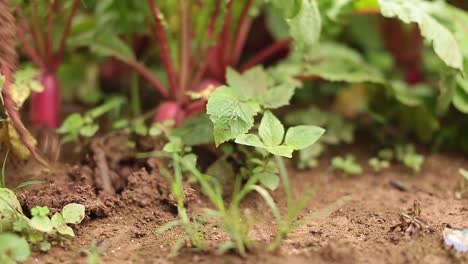 imágenes de primer plano de un agricultor cosechando cultivos de remolacha a mano