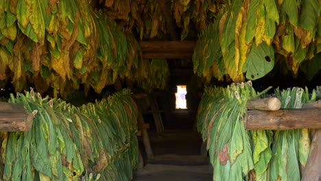 Dentro-De-La-Casa-Secadora-De-Tabaco