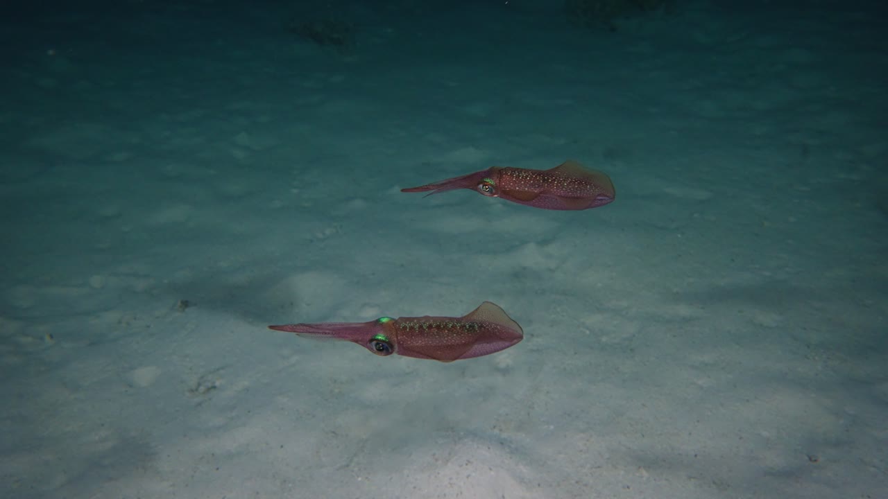 Two calamari's swiming together seen from the side during a night dive in 4k