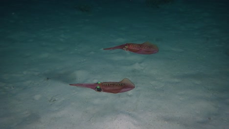two calamari's swiming together seen from the side during a night dive in 4k