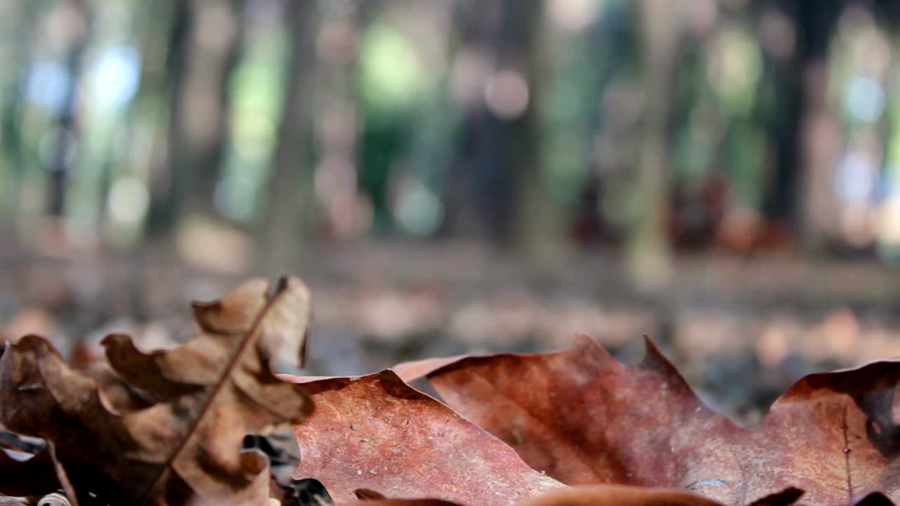 Uomo solitario cammina nella foresta autunnale 2