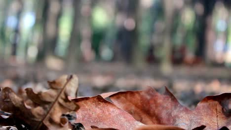 Wandern-Im-Herbstwald-Einsamer-Mann-2