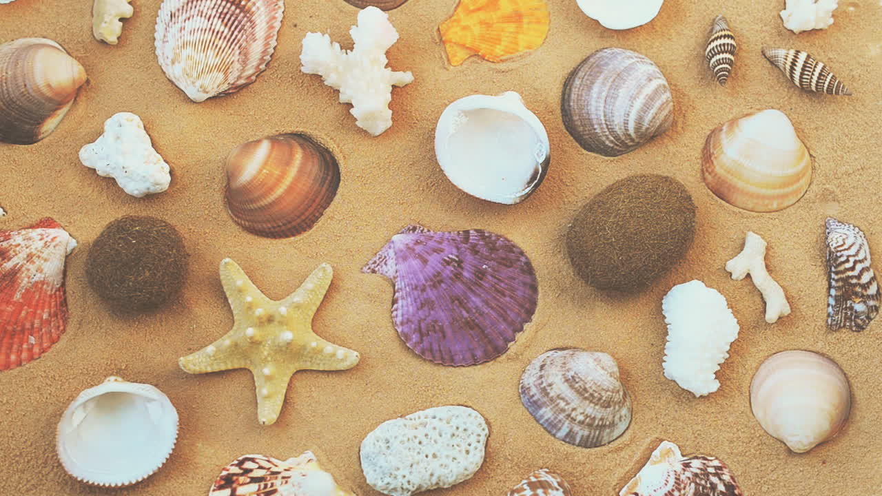 Cockleshells on sand on white background. Shooting with conducting