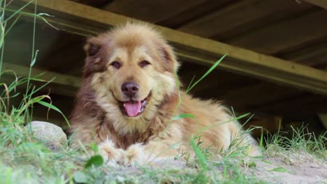 perro de montaña de raza pirenaica abandonado descansando bajo un techo