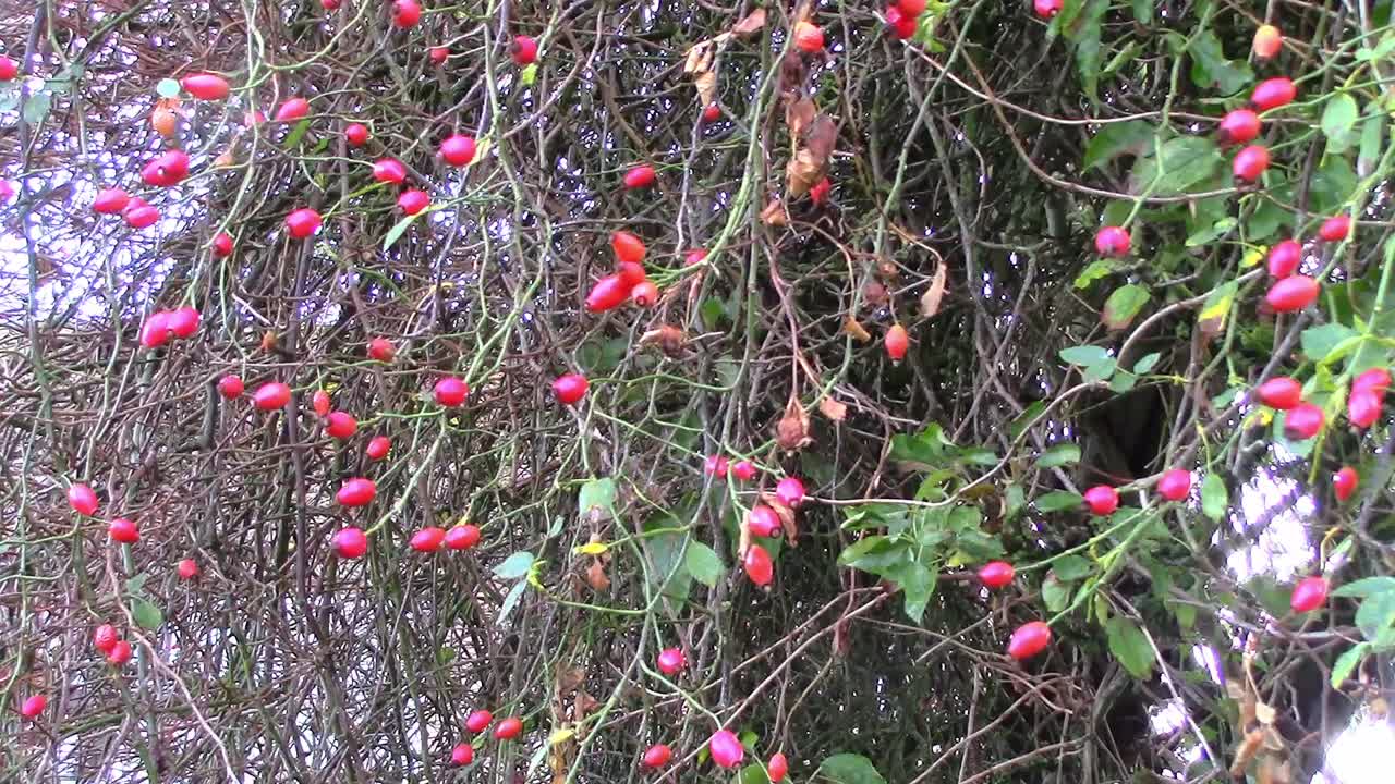 Rosehips smothering an apple tree after being set by birds