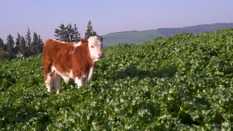 young cow stand in a tall green vegetation look around, long shot, hills on the horizion