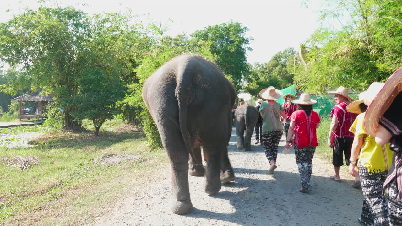 People and Elephants on a Path