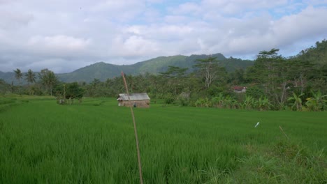 experience the beauty of a traditional rice paddy with a jungle forest background in bali's mountains with this handheld shot