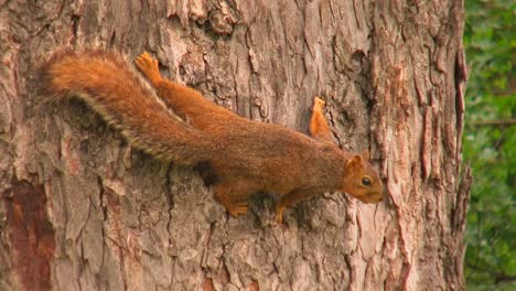 una ardilla agarra la corteza del tronco de un árbol