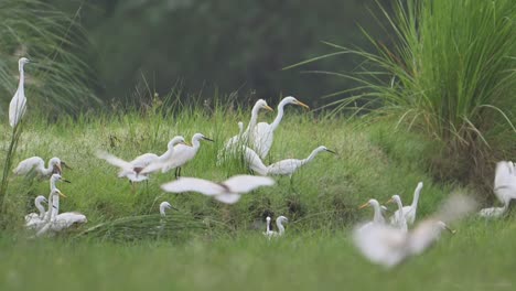 flock of egrets fishing in morning