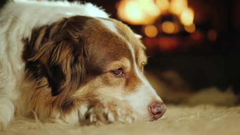 Der-Hund-Liegt-Auf-Der-Matte-Im-Wohnzimmer-Hinter-Dem-Feuer-Brennt-Im-Kamin