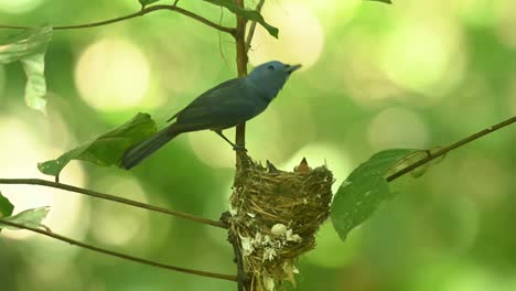 Perched-above-its-nest-calling-and-then-flies-away-to-the-right,-Black-naped-Blue-Flycatcher-Hypothymis-azurea,-Thailand