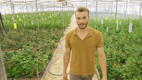 Growing-roses,-flower-production-in-the-greenhouse.