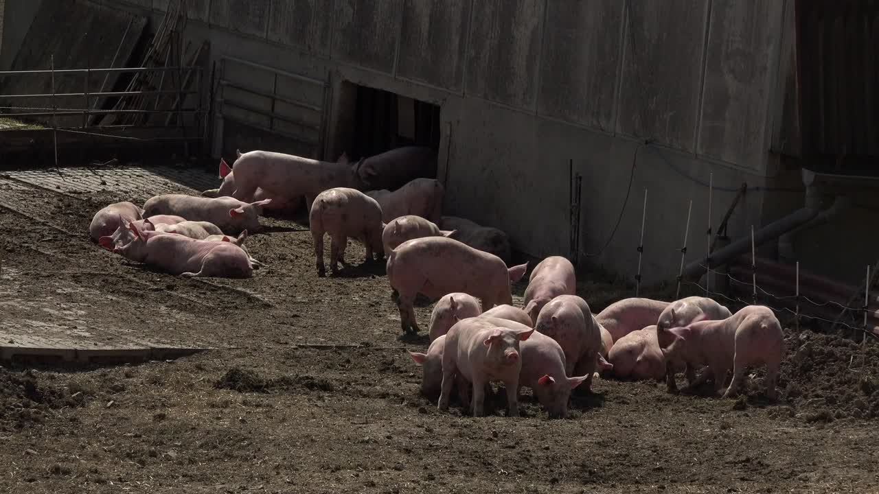 야외 양식 돼지, 유기농, 식품