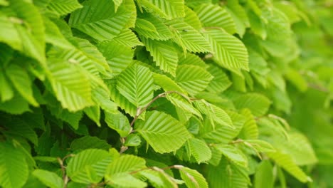 Fresh,-green-leaves-on-bush-move-in-slow-motion-in-breeze