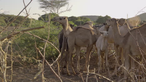 camellos salvajes en el desierto de kenia, áfrica