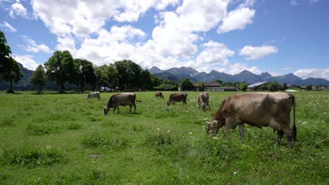 cow pasture on the alps