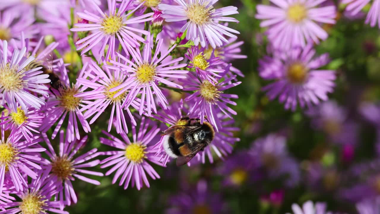 Purple pink Aster dumosus flowers with yellow center in German garden