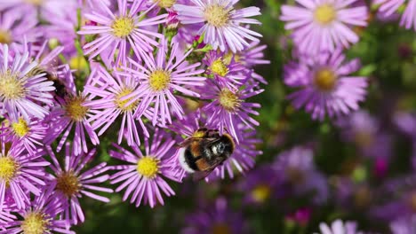 purple pink aster dumosus flowers with yellow center in german garden