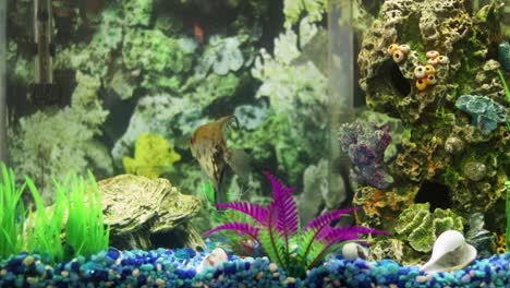 two adult angel fish are casually swimming in a medium sized aquarium