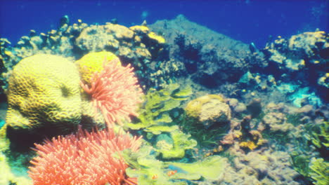 vibrant coral reef with colorful fish and anemones