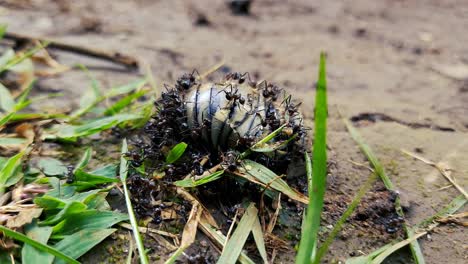 ant swarm feeding on dead beetle