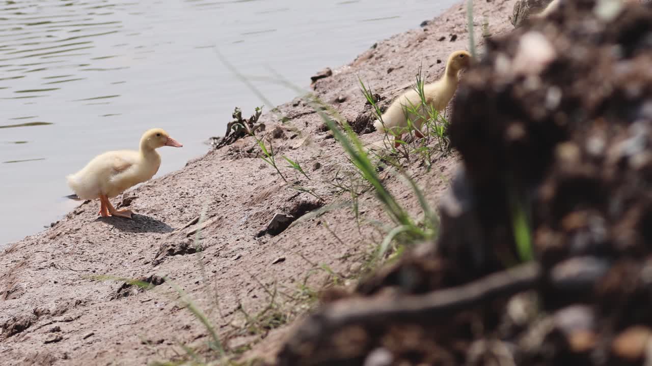 오리 새끼들이 연못을 향해 고 들어갑니다.