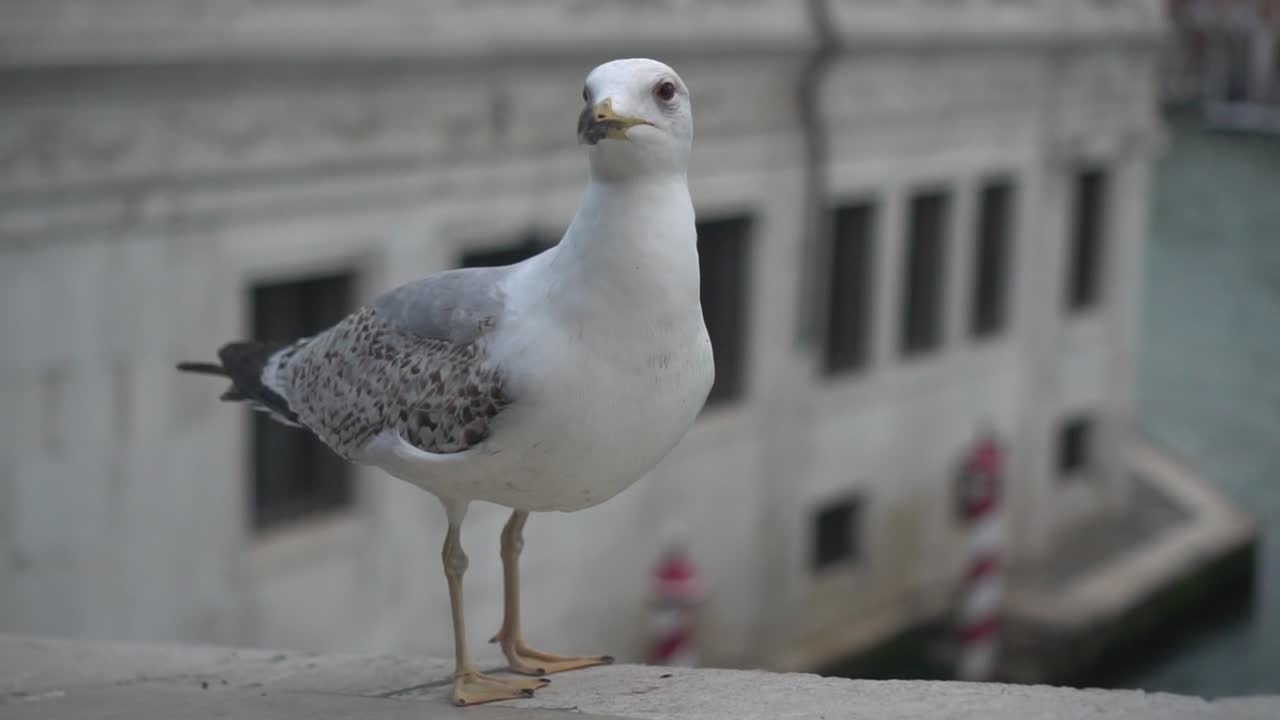 una gaviota blanca en un puente blanco, con casas blancas en el fondo