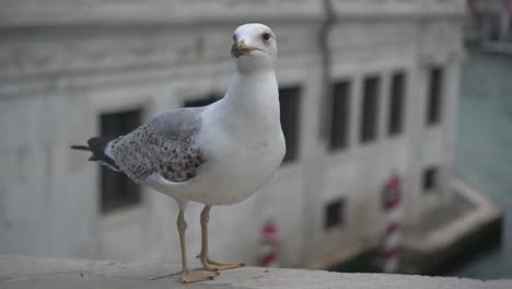 A-white-seagull-perched-on-a-white-bridge,-with-white-houses-in-the-background