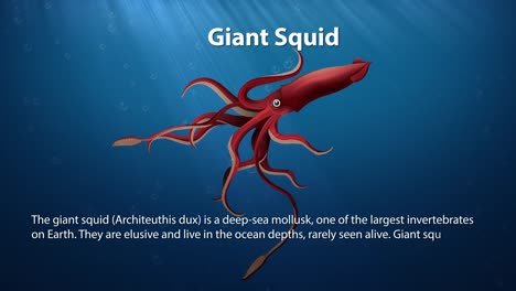 animated giant squid swimming through ocean depths