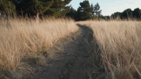 Golden Meadow Path at Sunset