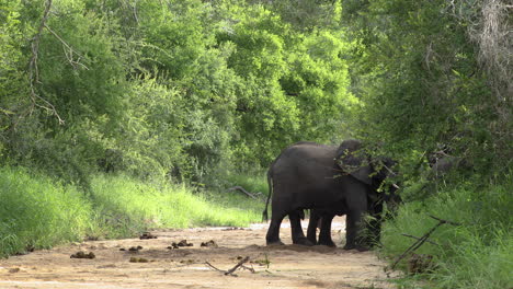 Two-African-Elephants-Standing-And-Fighting-At-The-Trail-In-Sabi-Sands-Game-Reserve,-South-Africa