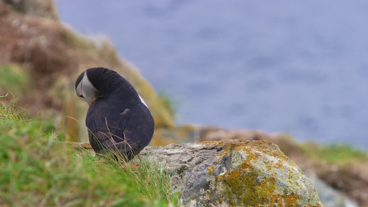 Atlantic puffin perches on a coastal cliff in Hornøya, Norway, observing the sea. Its colorful beak and black and white plumage contrast with the rocky landscape, embodying Arctic tranquility