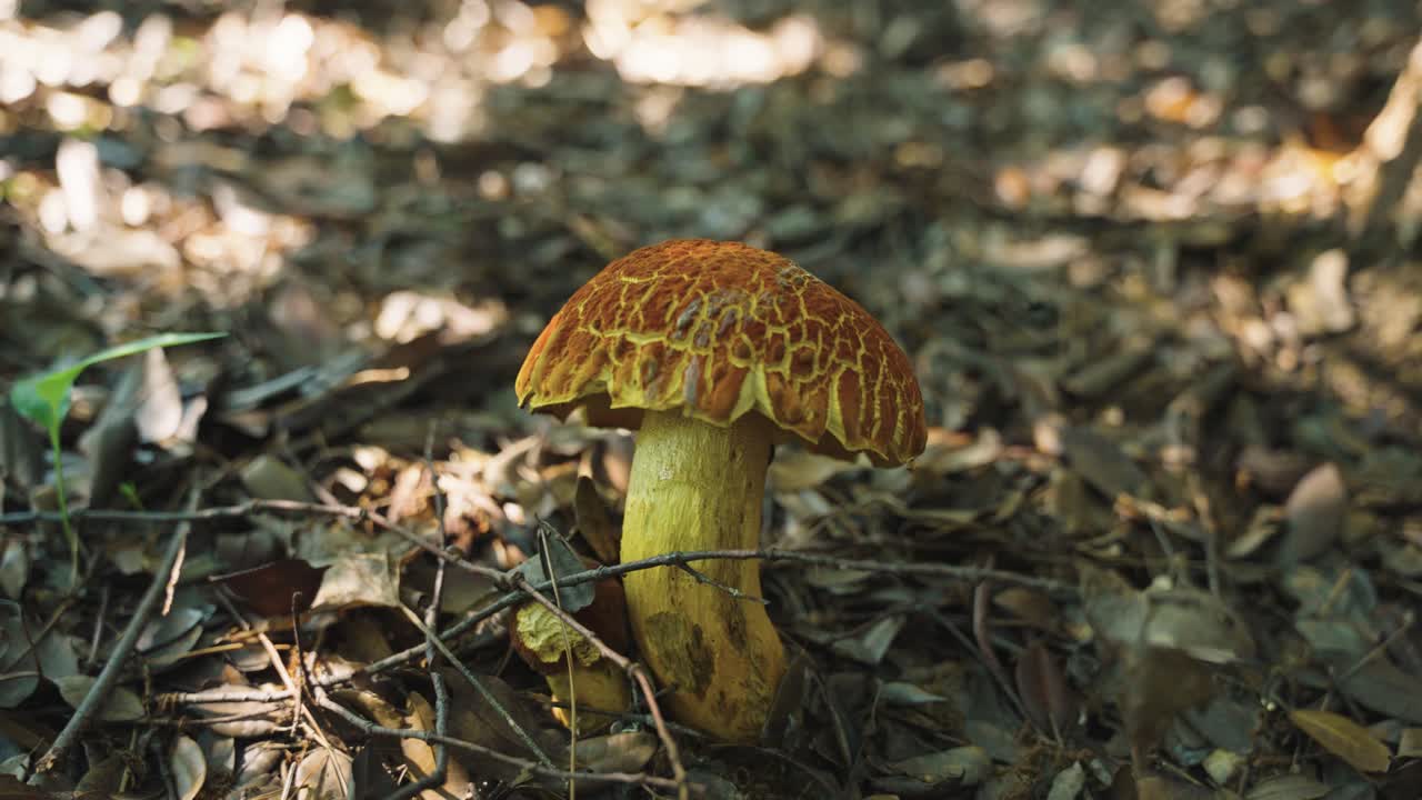 Wild Mushroom on Forest Floor on Sunny Day