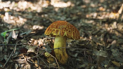 Wild-Mushroom-on-Forest-Floor-on-Sunny-Day