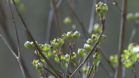 Group-of-new-flower-buds-on-a-Flowering-Dogwood-tree,-during-Spring