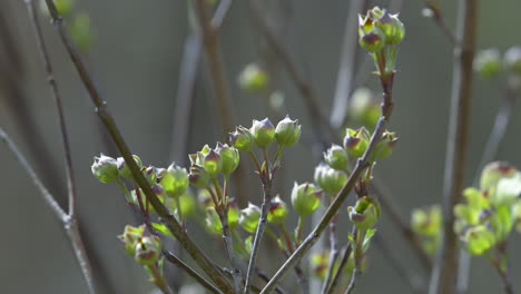 group of new flower buds on a flowering dogwood tree, during spring