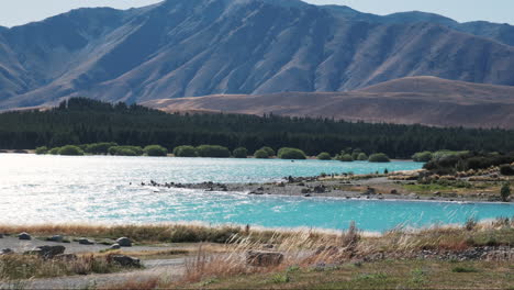 Wunderschöne-Ufer-Des-Lake-Tekapo-Neuseeland-An-Einem-Sonnigen-Tag