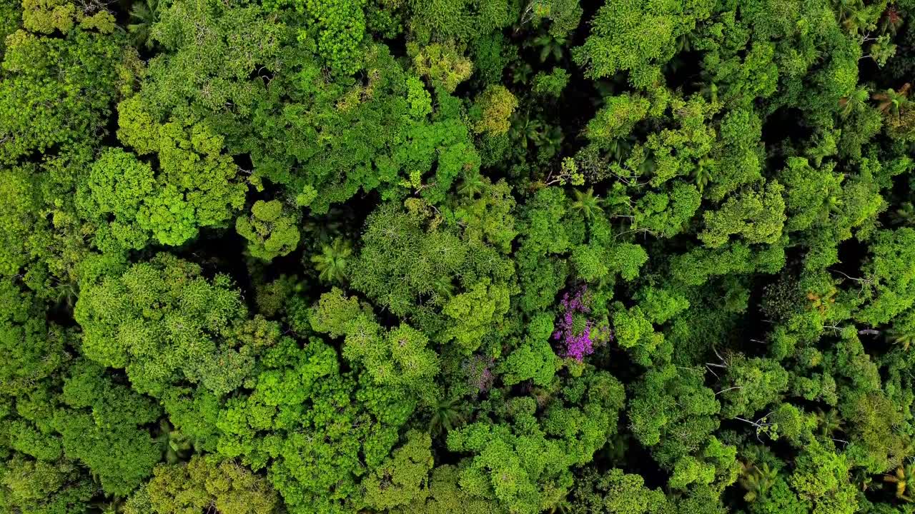Vista aérea cenital de un denso dosel forestal verde con un único árbol de flores moradas destacando, rica textura y patrón natural en un exuberante paisaje tropical