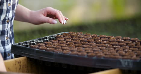 close up of female gardener arranges seedlings 6