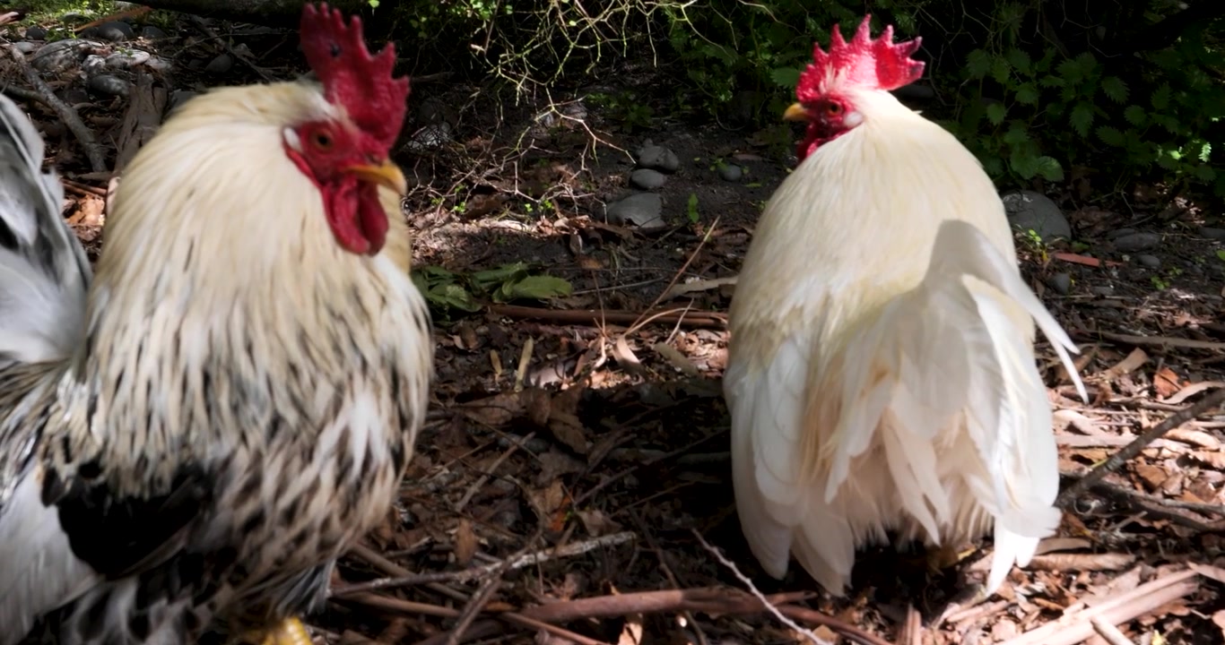 Galli Pekin Bantam presso la Riserva Naturale di Willowbank, Christchurch, Nuova Zelanda.