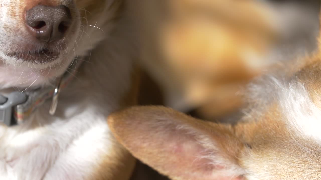 빛 아래 잠자는 개