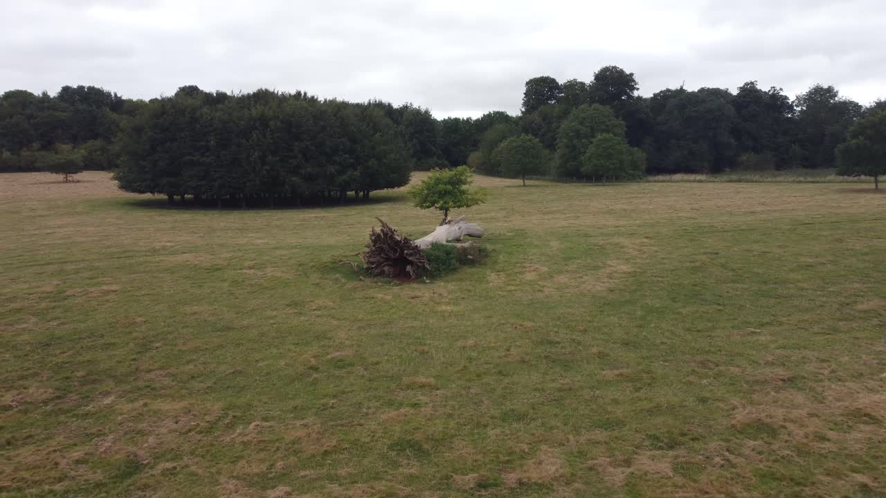 antena sobre árbol muerto en goodnestone park estate gardens