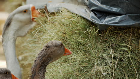 geese eating hay