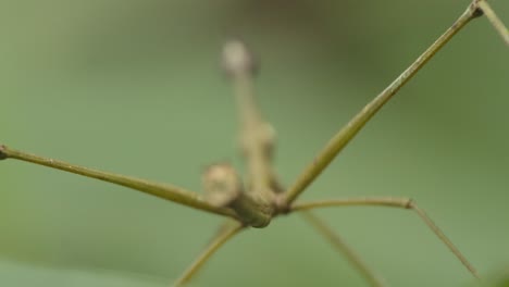 Ein-Proscopiidae-Von-Hinten-Gesehen,-Während-Er-Still-Auf-Einem-Grünen-Blatt-Steht,-Fokus-Von-Hinten-Nach-Vorne-Ziehen,-Statische-Makroaufnahme