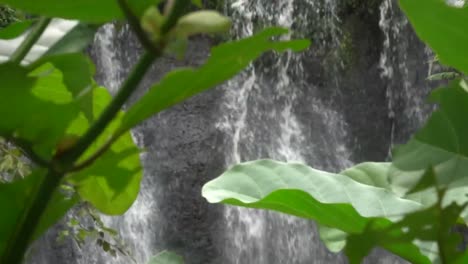 amazing close up view of tree leaves and waterfall