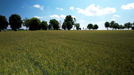 Row-of-trees-at-the-edge-of-cultivated-barley-field-against-blue-sky,-aerial