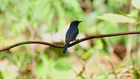 Sie-Duscht-Unter-Tropfendem-Wasser,-Während-Sie-Auf-Einer-Rebe-Im-Wald-Sitzt,-Und-Fliegt-Dann-Nach-Links-Davon,-Hainan-Blauschnäpper-Cyornis-Hainanus,-Thailand