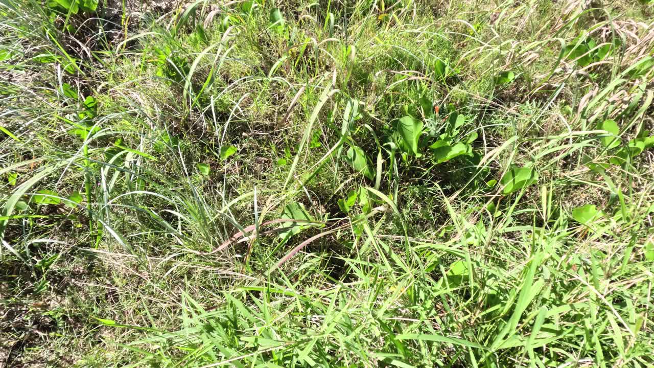 la hierba se balancea suavemente en el viento