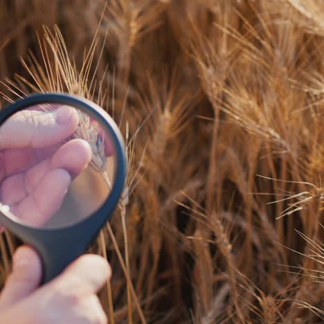 un agrónomo estudia el trigo a través de una lupa 2